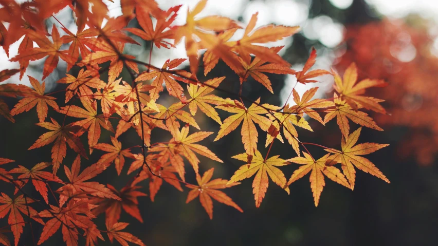 orange leaves hang off the top of a tree