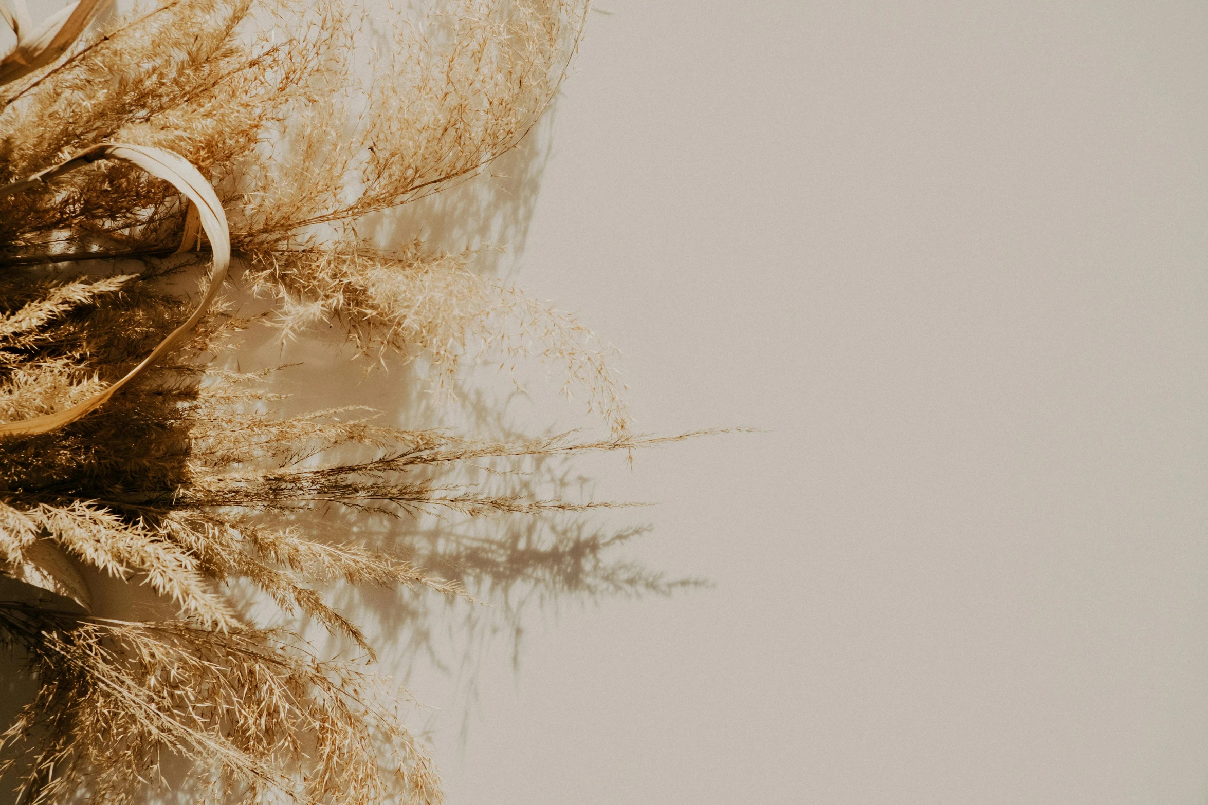 the background of a bird feather floating in water