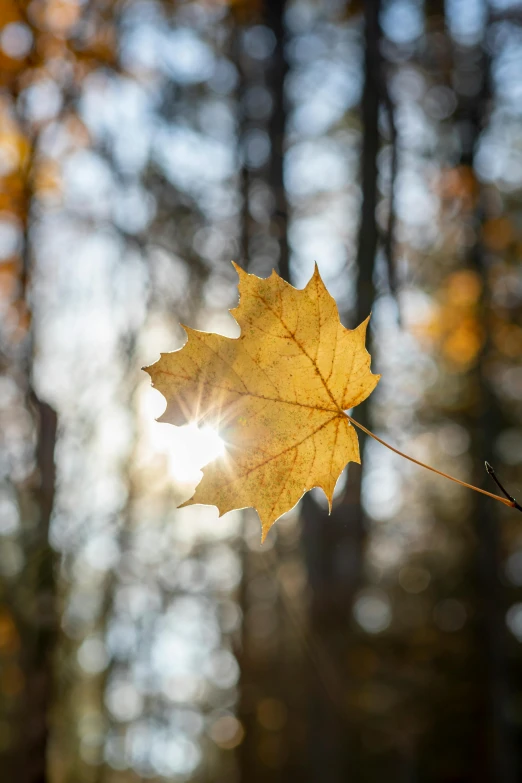 the sun shines through the leaves of an autumn maple tree