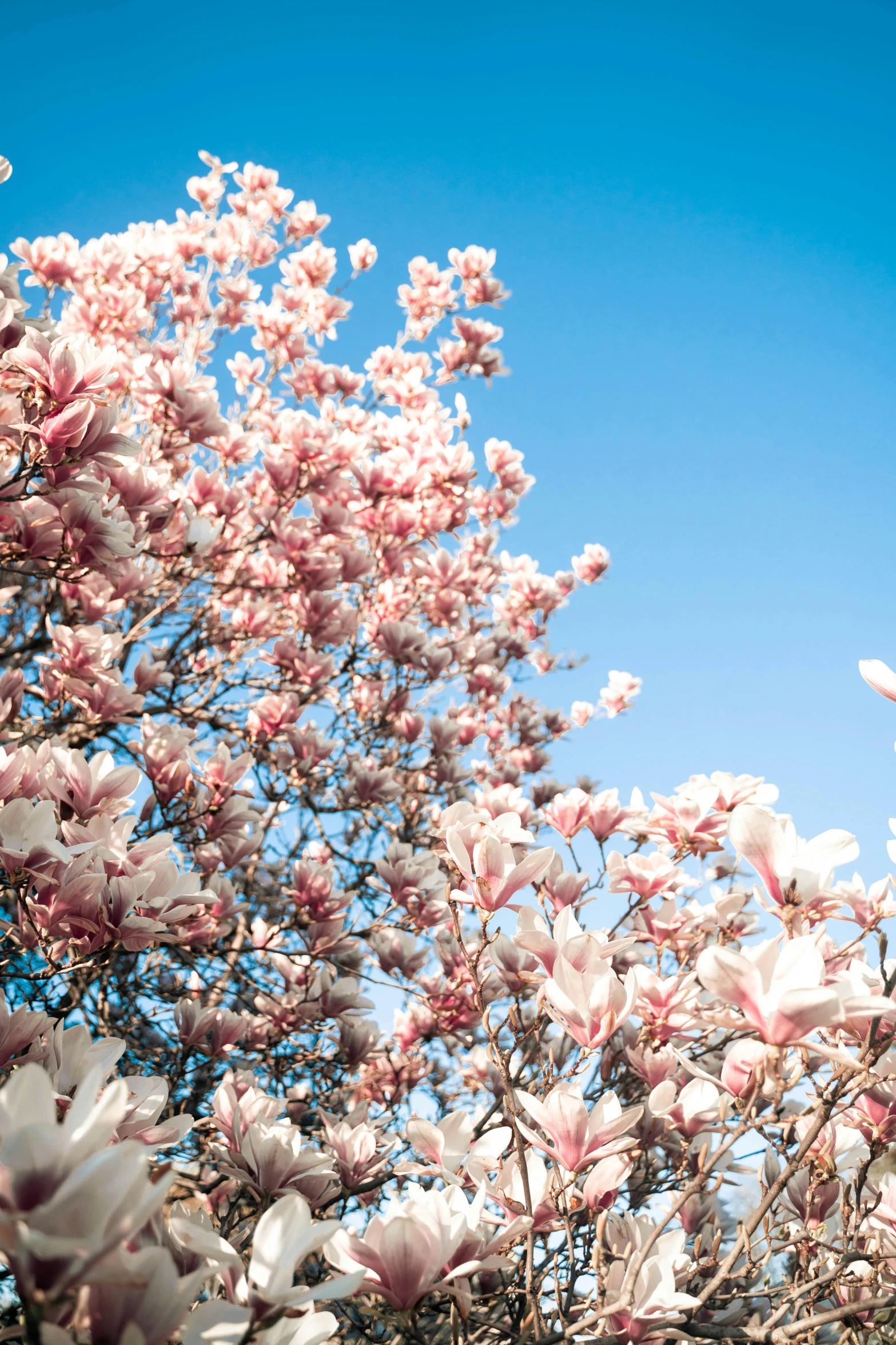 a large white tree with pink flowers against a blue sky