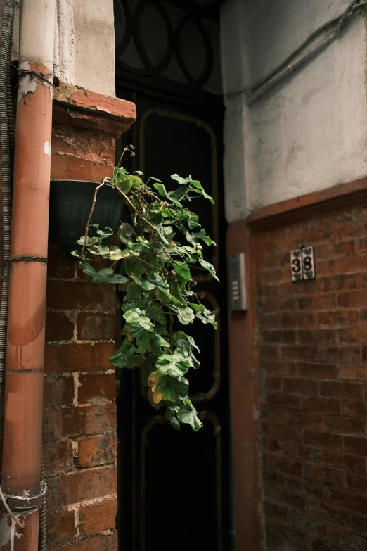 a plant growing on the outside wall of a building