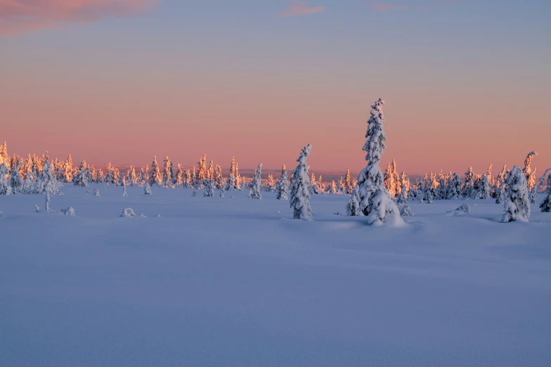 a snowy forest during a sunset with bright sky