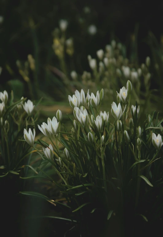 several white flowers with green stems in front of a blurry background