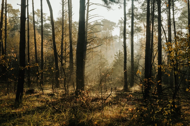 the fog in the trees is coming up