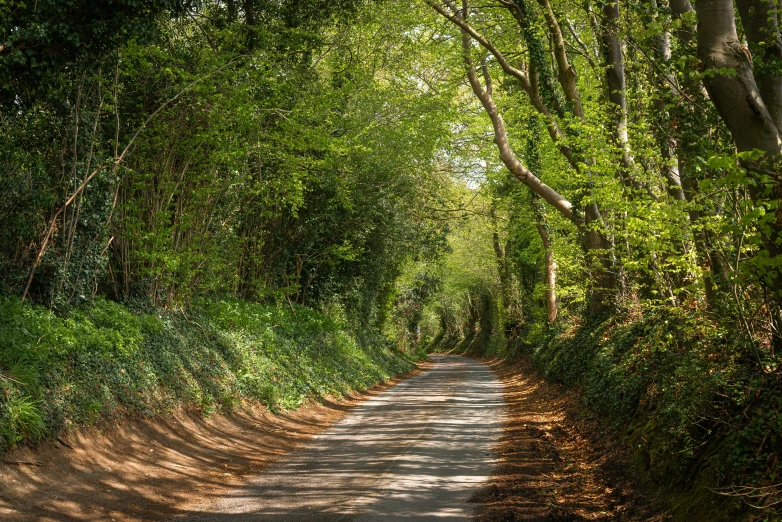 an empty road is surrounded by thick vegetation