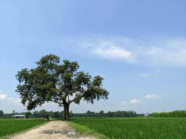 a lonely tree on the side of a road