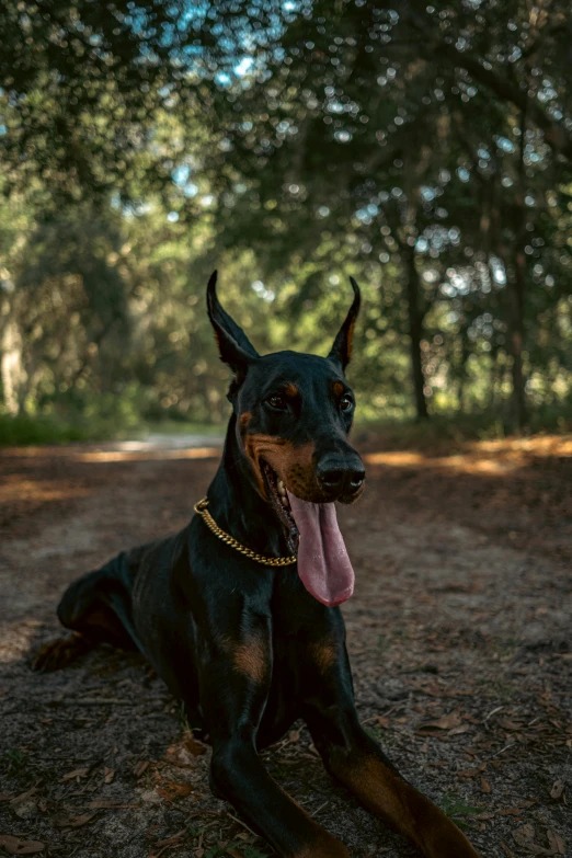 a black and brown dog panting on a forest trail