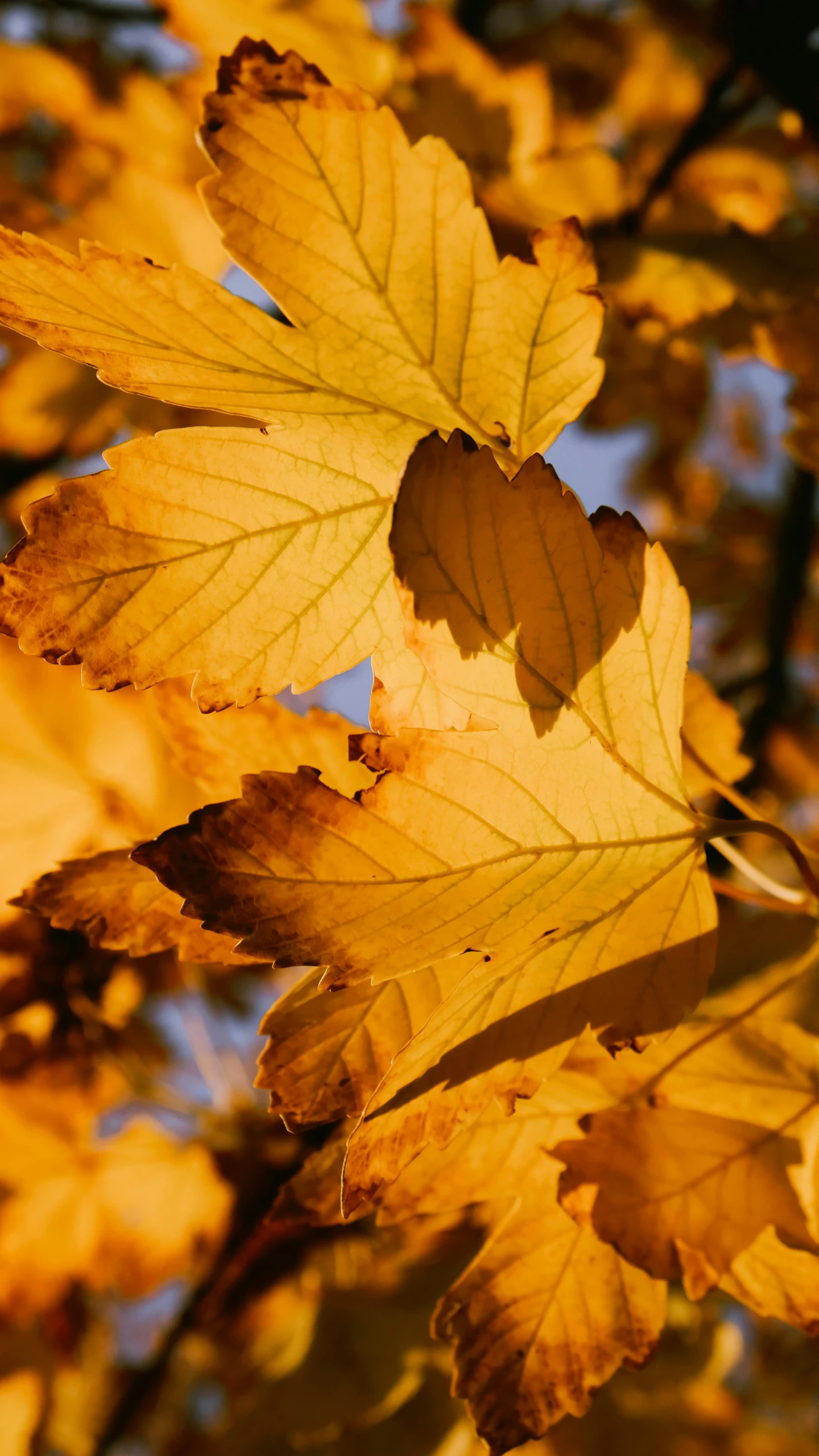 closeup of an open leaf, with only a few leaves in front