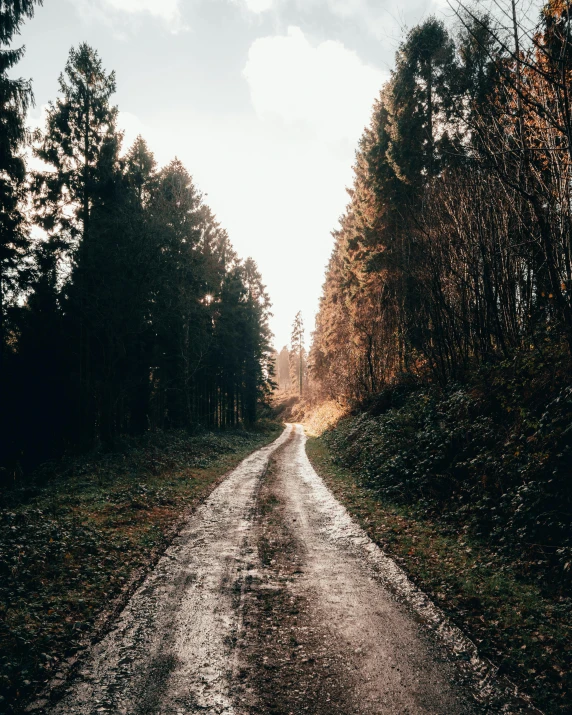 a road in the middle of a forest with fall leaves and tall trees