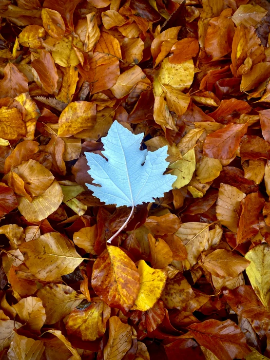 a blue leaf is laying on a pile of brown leaves