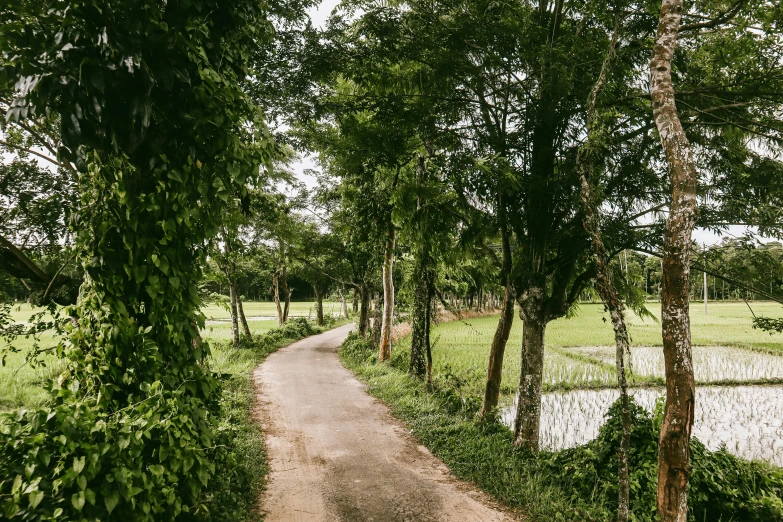 a path with some trees and some water