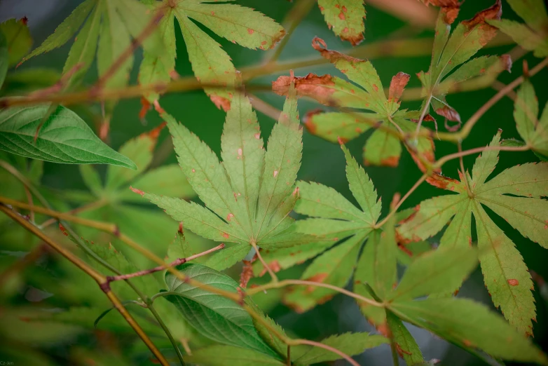 closeup of a leaf with little leaves