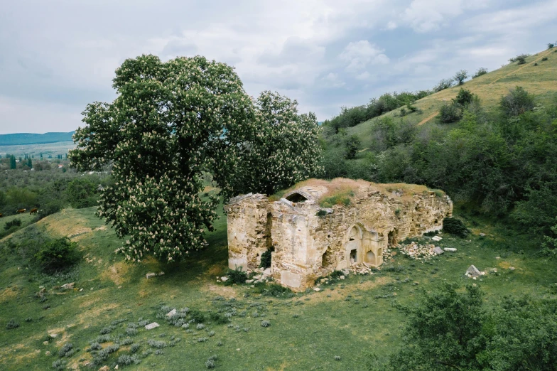 a tree in a field near an old building