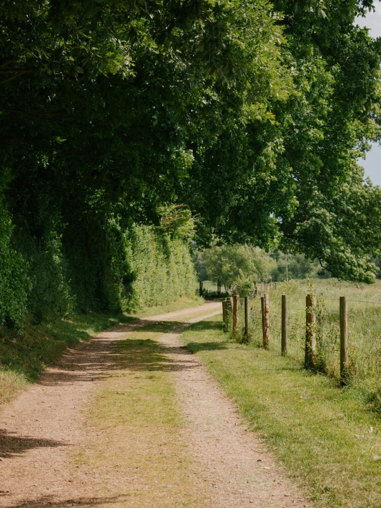 a dirt road running alongside a line of trees