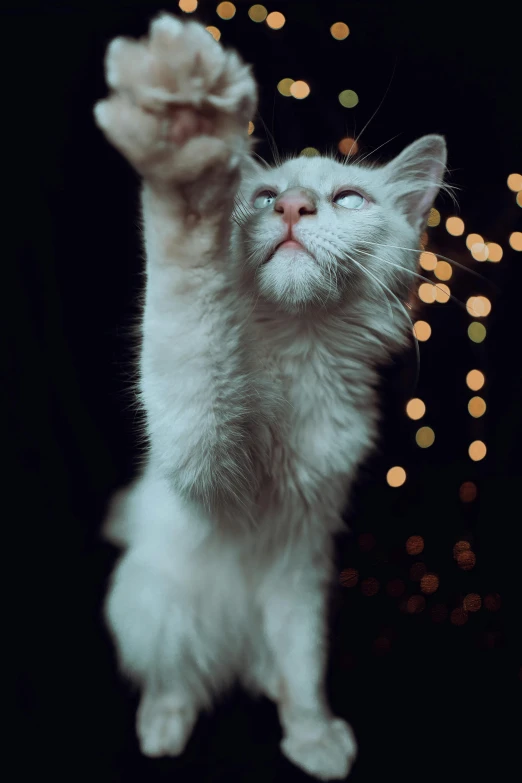 a white kitten stands and looks upward to the sky