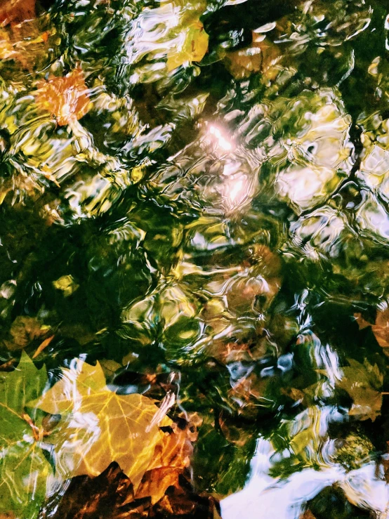 a close up s of leaves floating on water