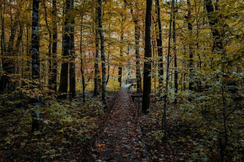 a path in the woods near the forest