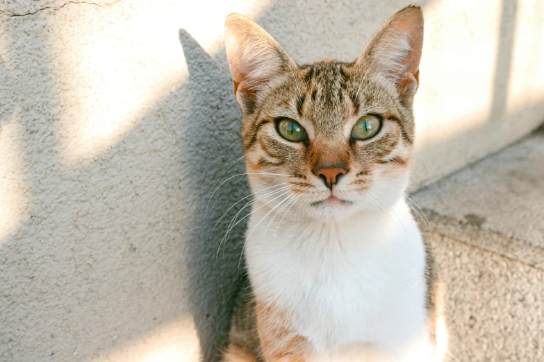 the cat has very big eyes and is looking at soing