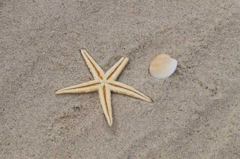 two seashells are lying on the beach sand