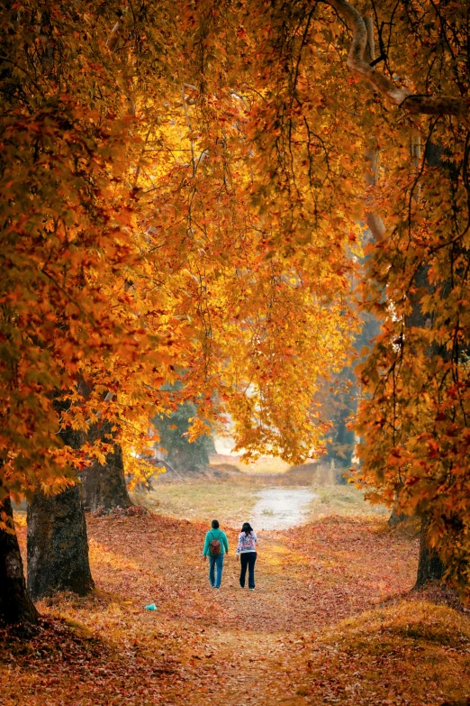 people walking through an open grassy field with yellow leaves