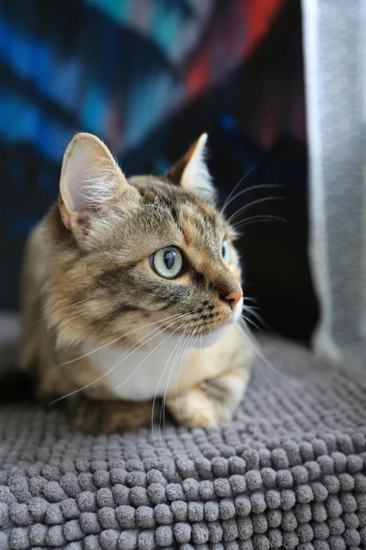 a cat with green eyes is laying on a couch