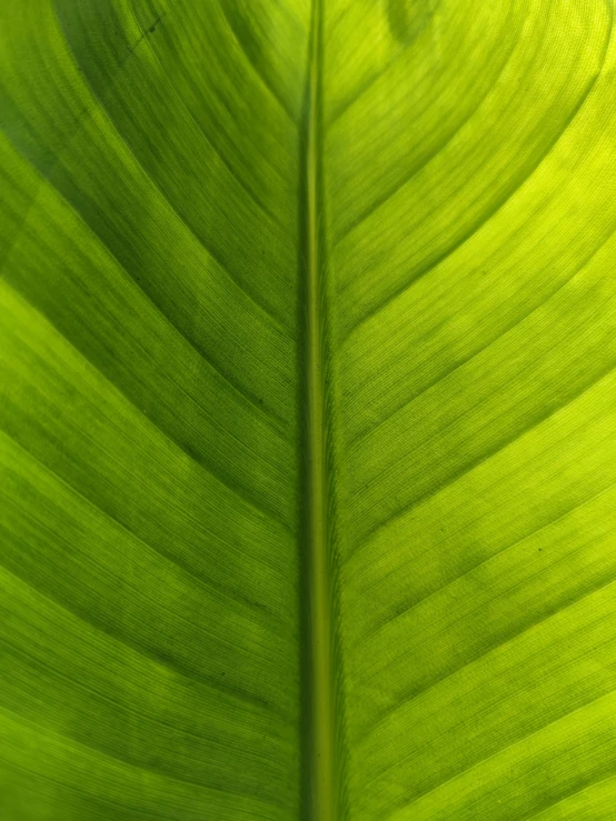 a large green leaf is seen with light shining through