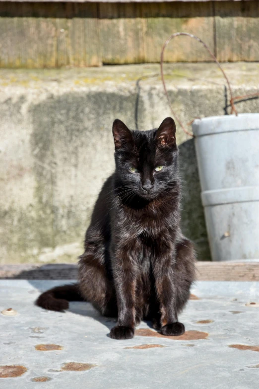 a large black cat sitting on top of a cement floor