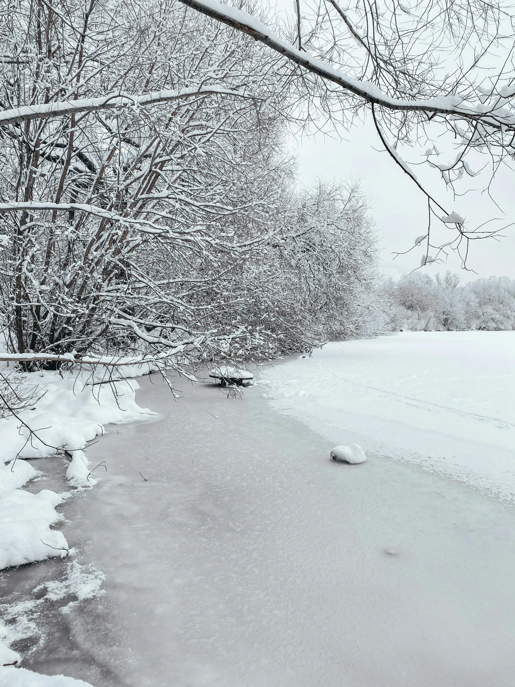 the frozen water is next to some snowy trees