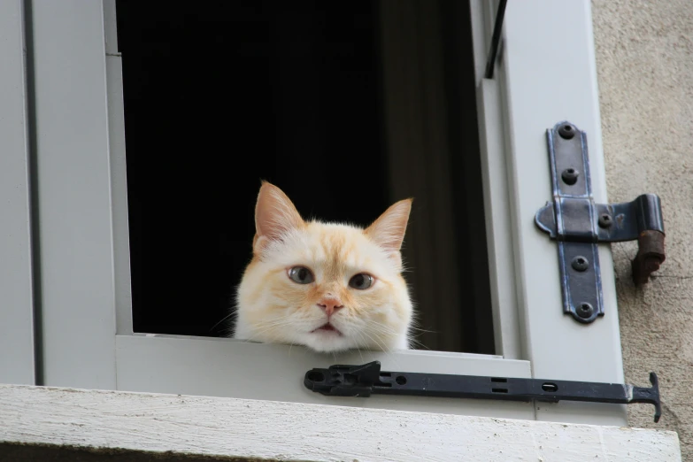 a cat looking out of the window with his head hanging straight