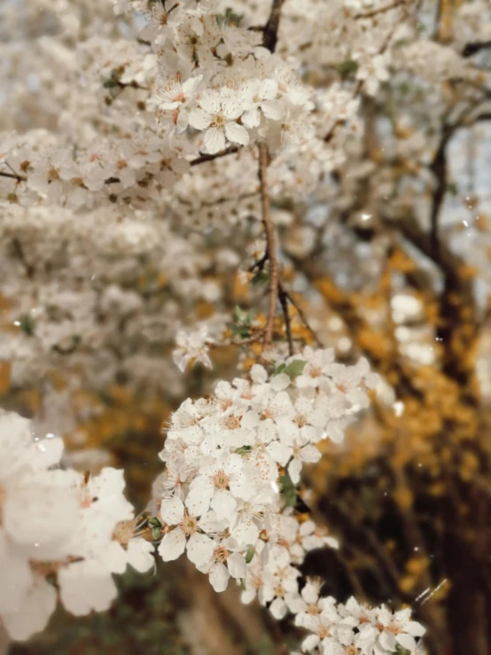 white cherry blossoms on a tree with lots of leaves