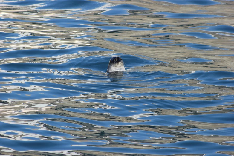 the seal swims on top of the water