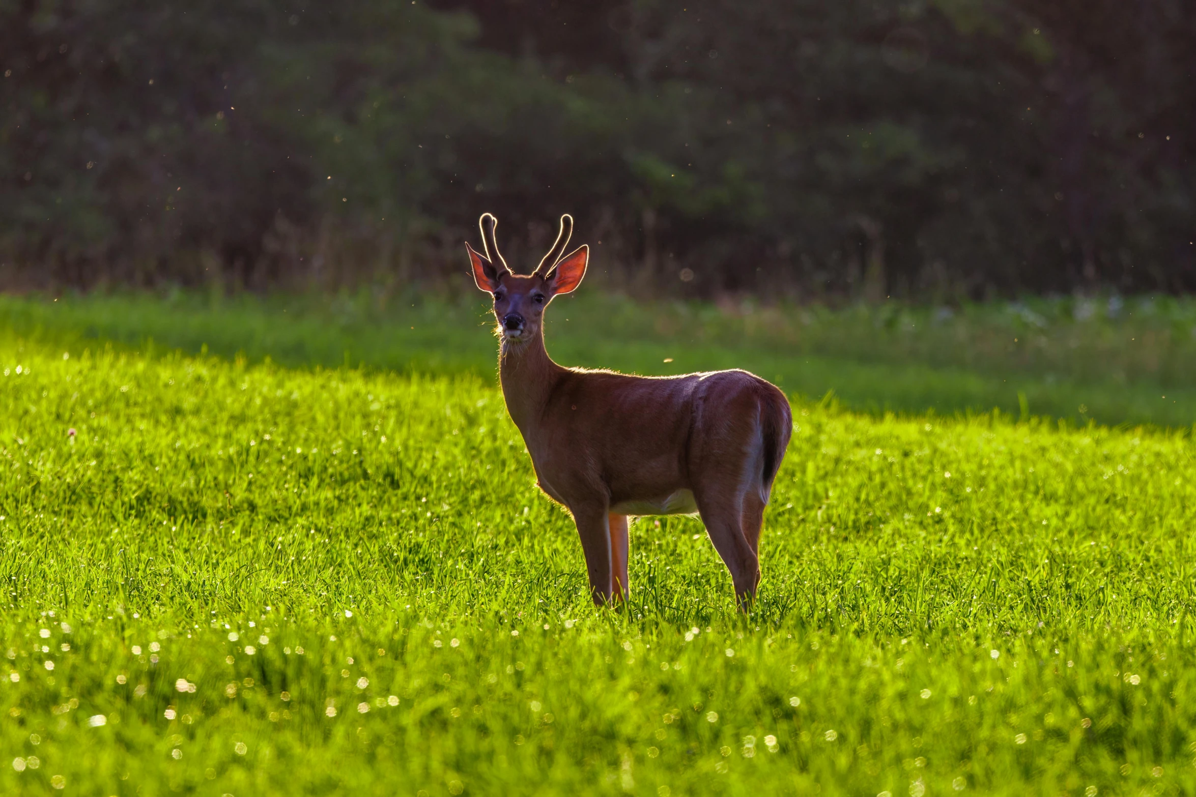 deer looking to the side on grassy field with trees behind