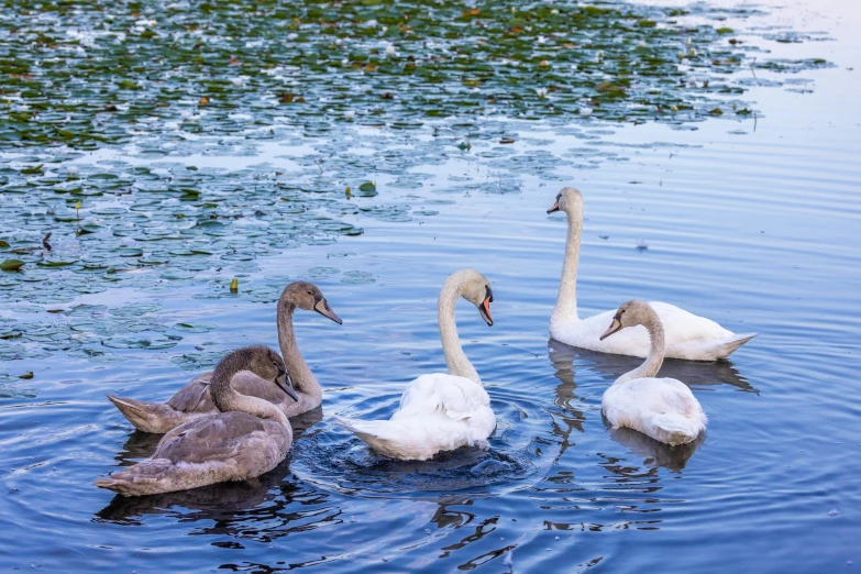 a couple of swans swimming next to each other