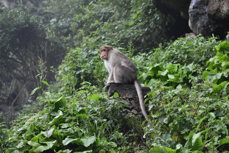 a very cute monkey sitting on some rocks