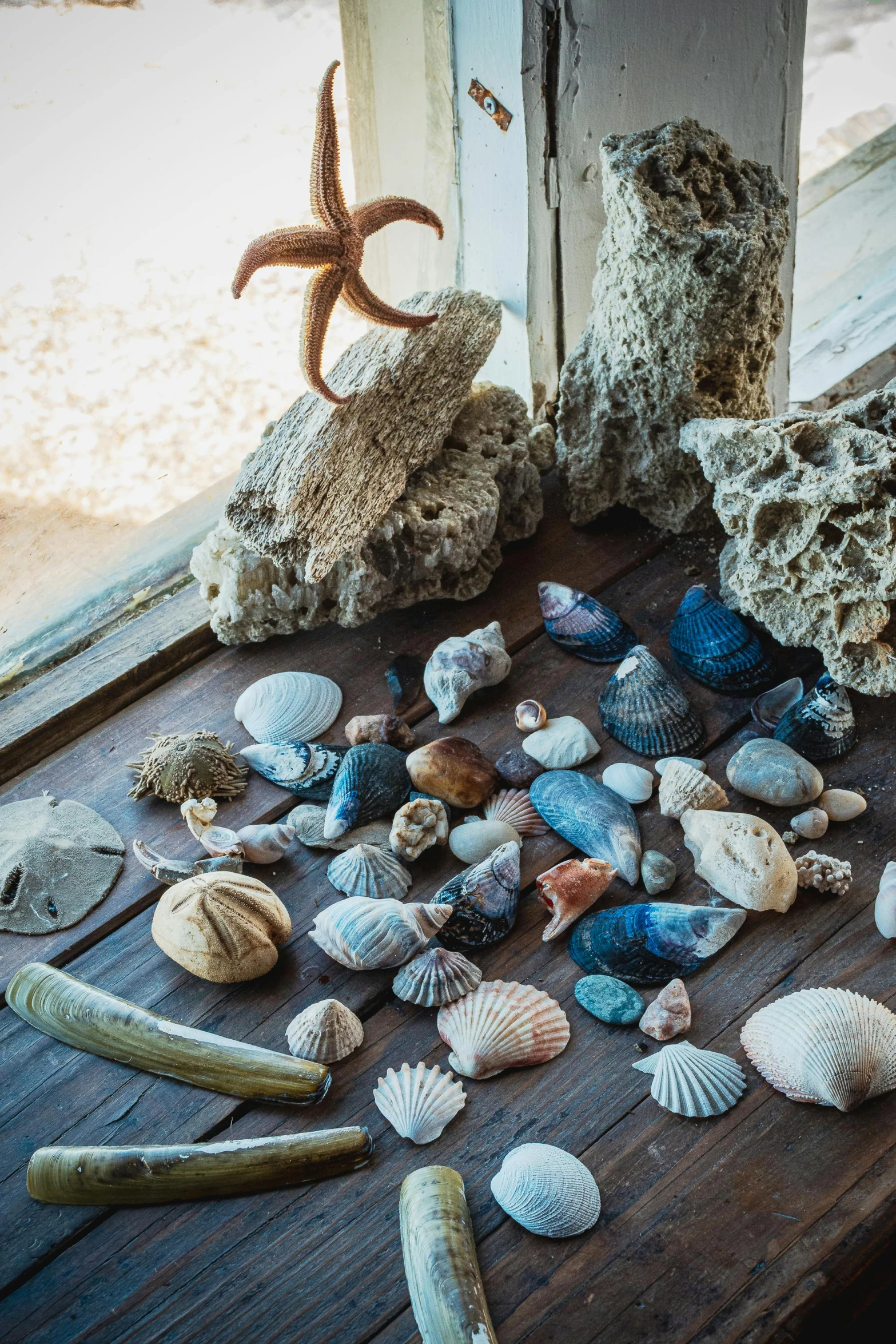 a pile of shells on a wooden table