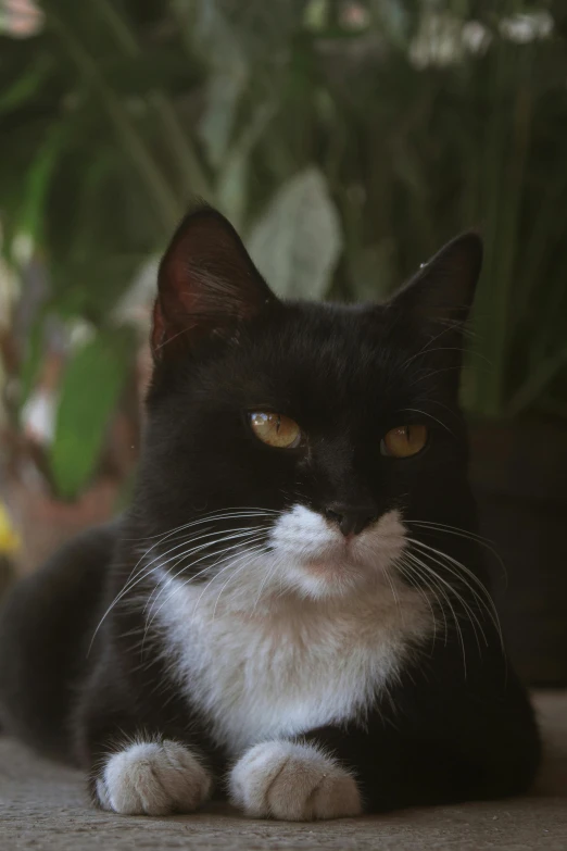 a black cat is sitting near a potted plant