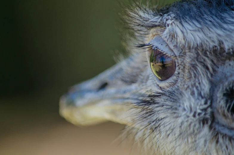 a closeup s of the eye of a grey bird