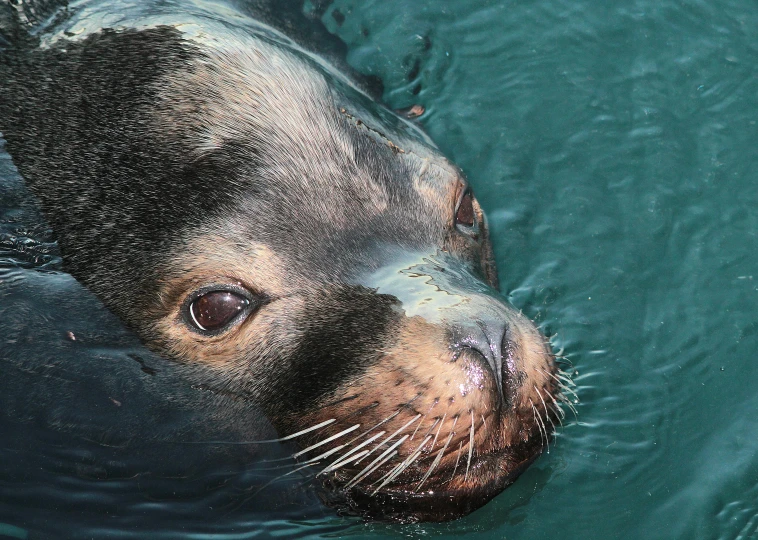 a large brown animal floating in the water