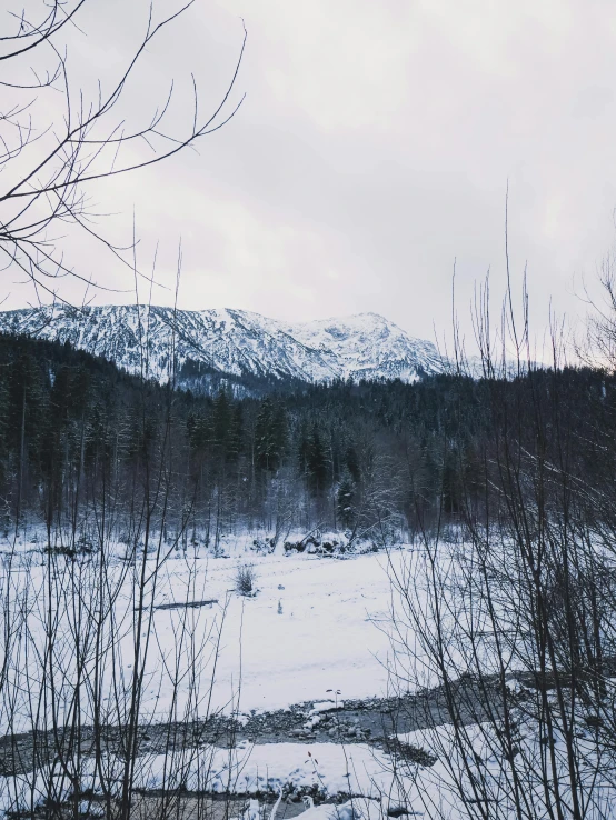 a snowy field with some trees and bushes