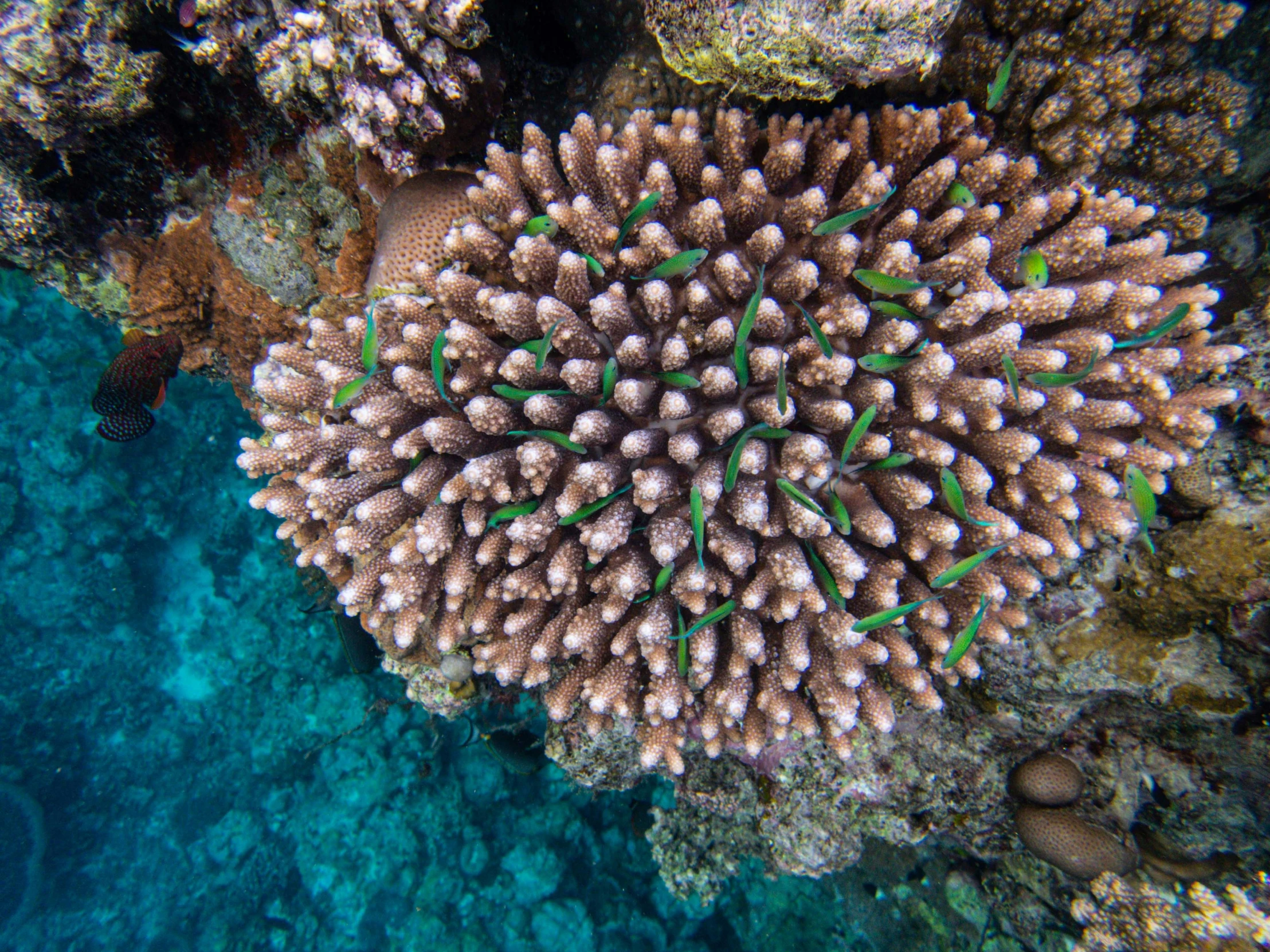 a large hard coral on a rock next to water