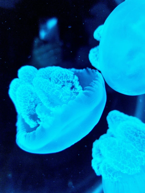 blue jellyfish floating in the water in an aquarium