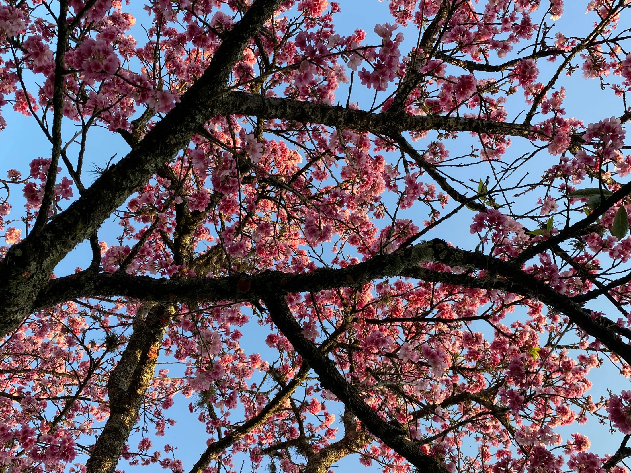 a tree has pink flowers against the blue sky