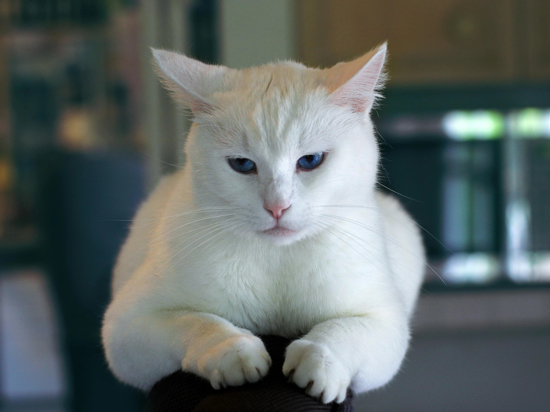 the cat is sitting on top of a chair looking off to the side