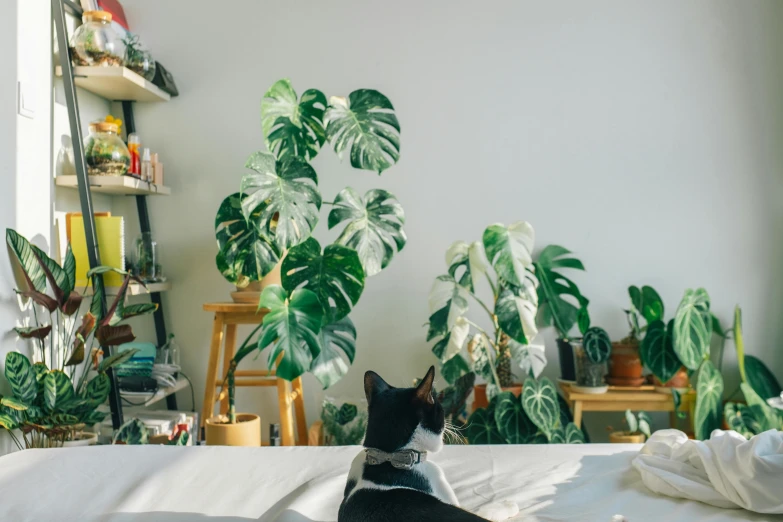 a cat sits on a bed next to plants