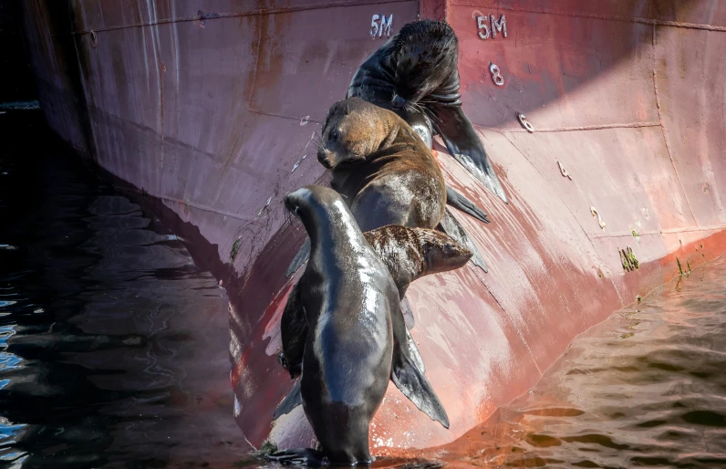 a couple of dolphins playing in the water near a boat