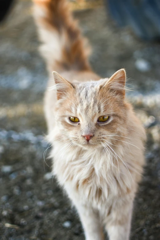 an orange tabby cat on gravel, a person's hand holding onto the ground