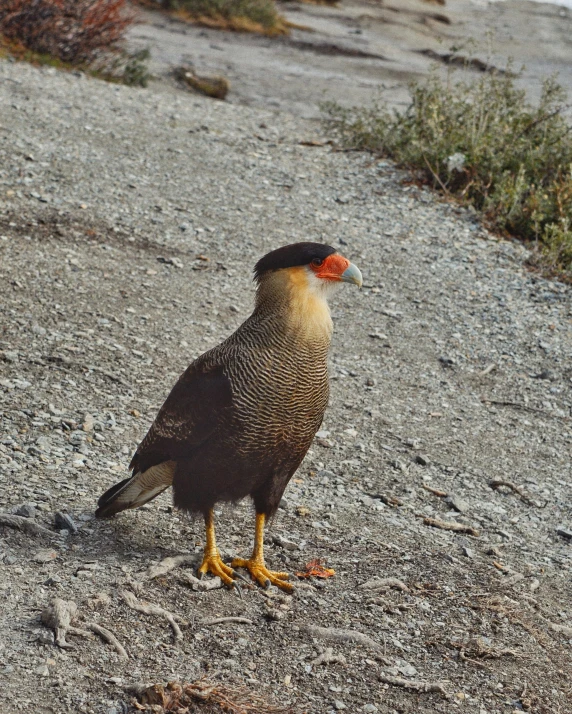 a bird with red beak walking on a rocky hillside