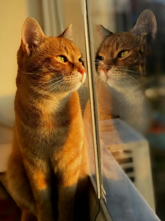 two cats sit on top of a shelf looking in the same direction