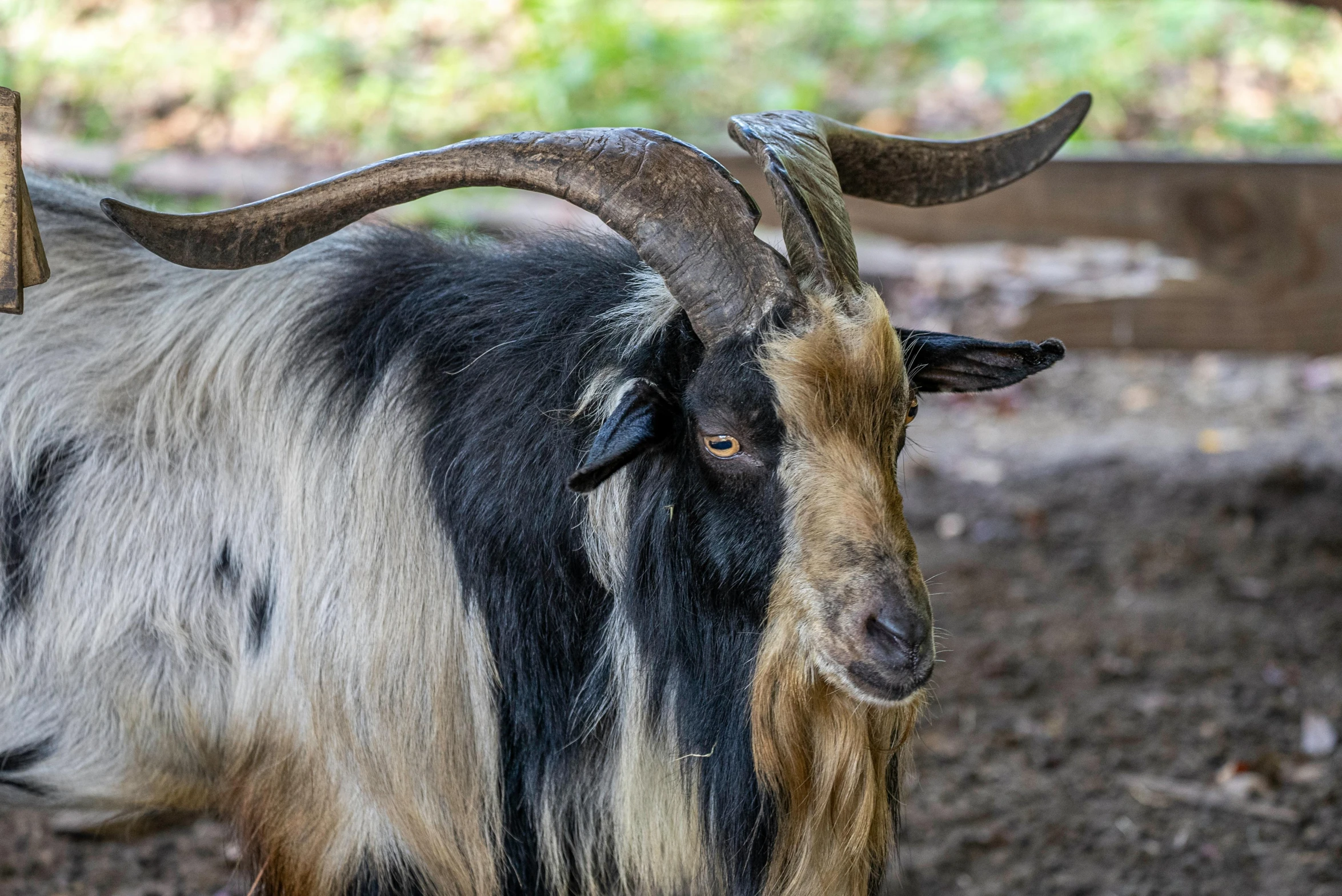 an ox with horns is standing in the dirt