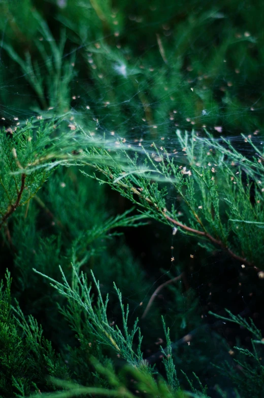 a closeup of the top of trees